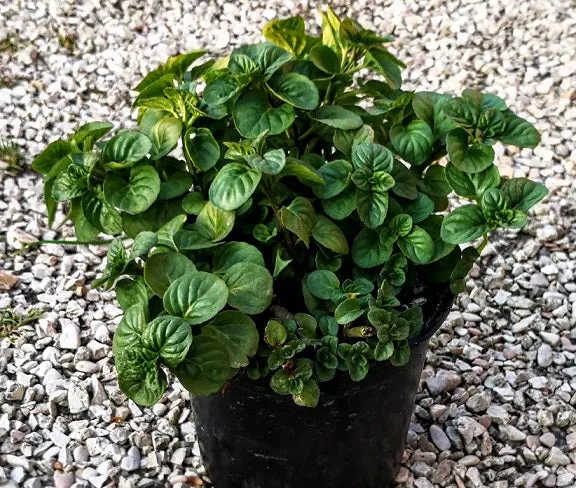 Menta glaciale - Menta perenne dal profumo fortemente balsamico e rinfrescante