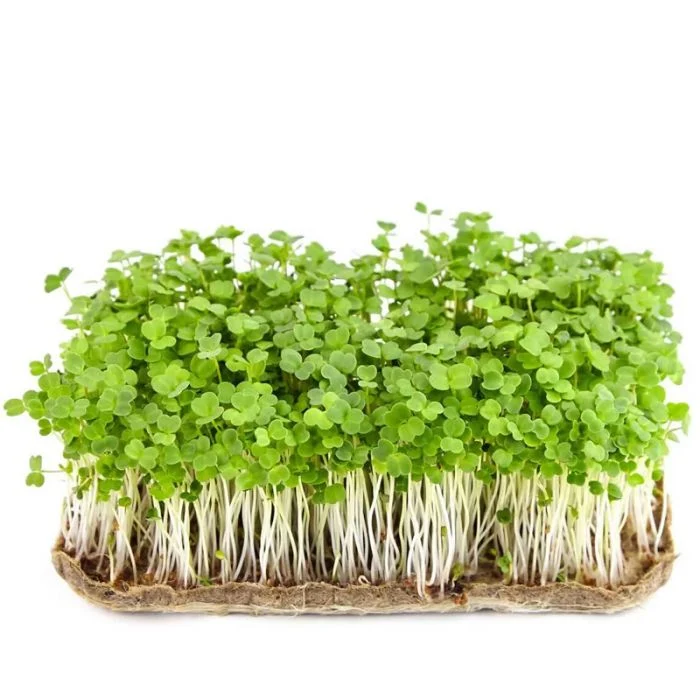 Rucola