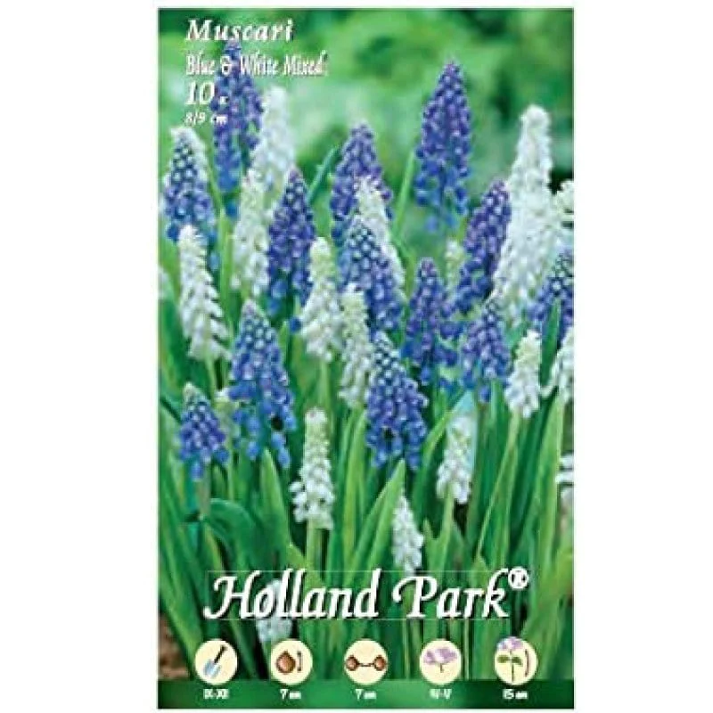 Muscari Blue & White Mixed - 10 bulbi