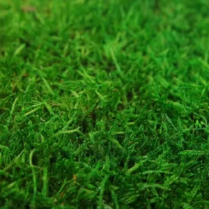Rag moss conservato - confezione da 2 mq - verde chiaro