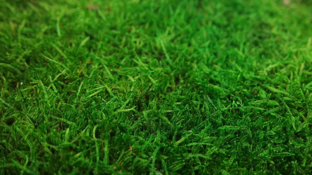 Rag moss conservato - confezione da 2 mq - verde chiaro