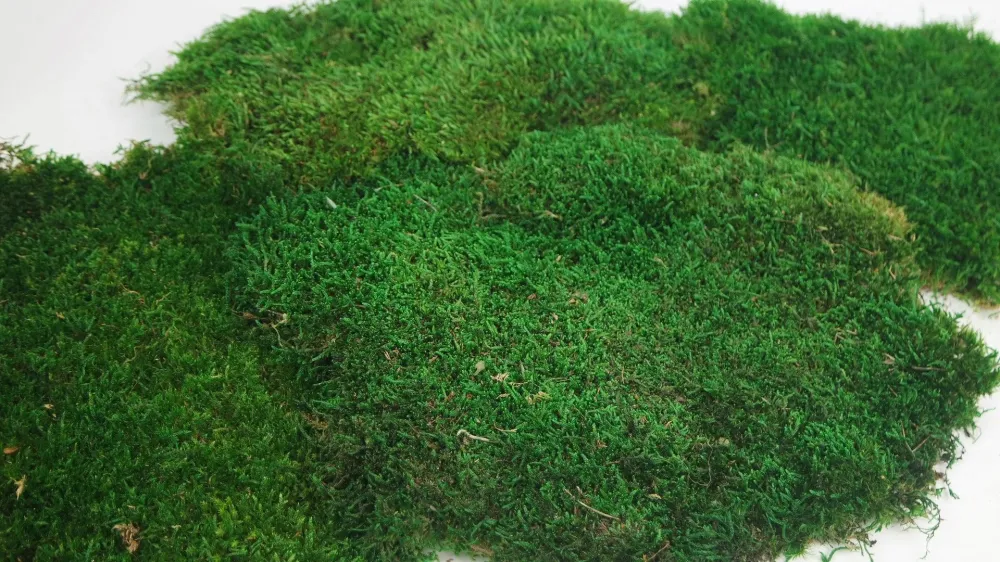 Rag moss conservato - confezione da 2 mq - verde chiaro