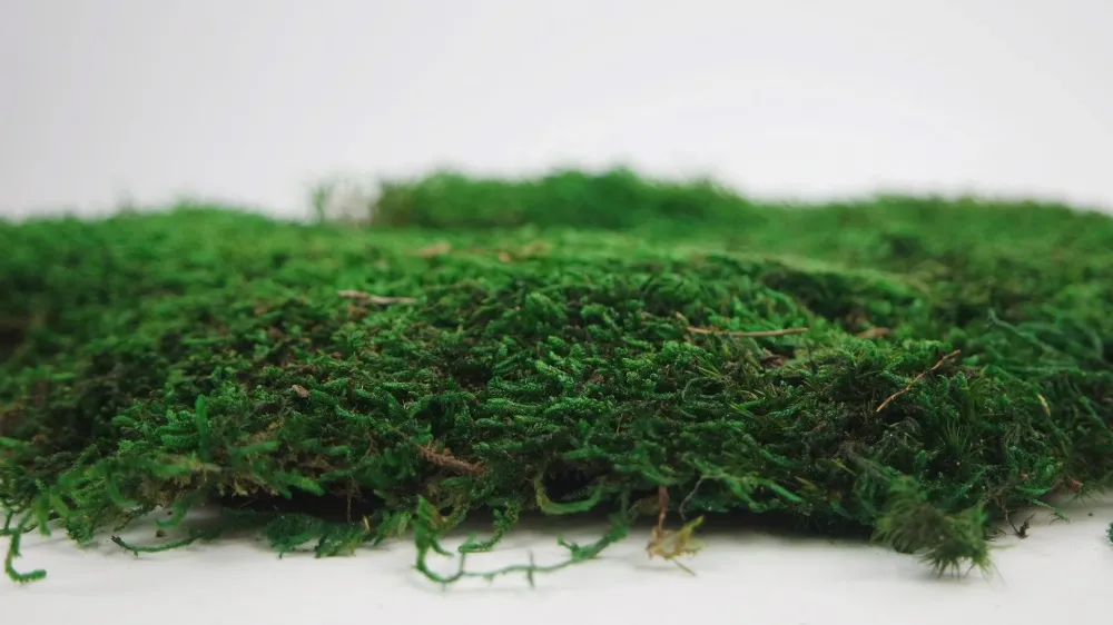 Rag moss conservato - confezione da 2 mq - verde chiaro