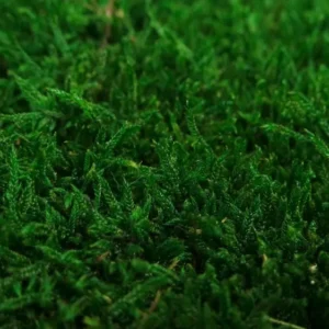 Rag moss stabilizzato - Confezione da 2 mq - Verde