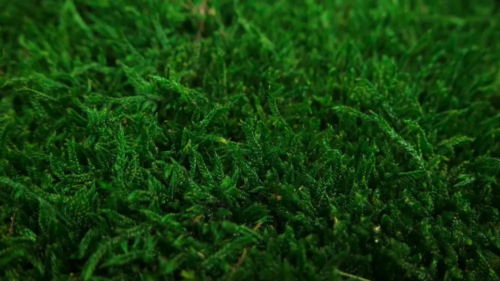 Rag moss stabilizzato - Confezione da 2 mq - Verde