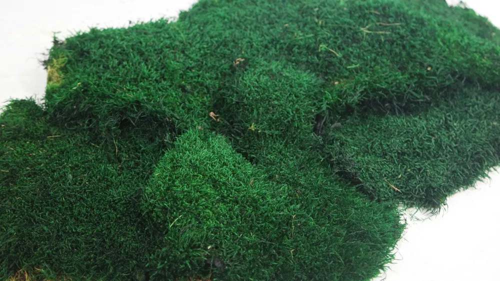 Rag moss stabilizzato - Confezione da 2 mq - Verde