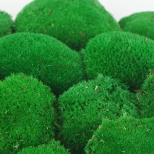 Muschio palo stabilizzato - Confezione grande - Verde