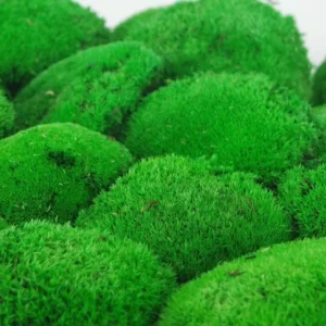 Muschio palo stabilizzato - Confezione grande - Verde chiaro
