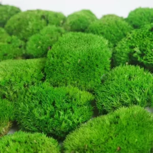 Muschio palo stabilizzato - Scatola - Verde primaverile