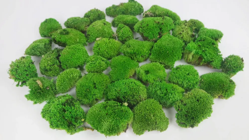 Muschio palo stabilizzato - Scatola - Verde primaverile
