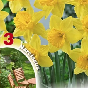Narciso Trombone Giallo - Confezione da 3 bulbi