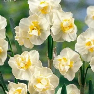 Narciso Double Cheerfulness - 5 bulbi