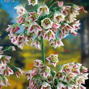 Nectaroscordum Siculum ssp Bulgaricum (Allium) - 5 Bulbi
