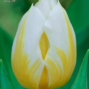 Tulipa Rembrandt Flaming Agras - 10 bulbi