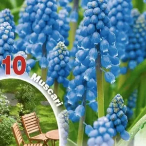 Muscari Armeniacum - 10 bulbi