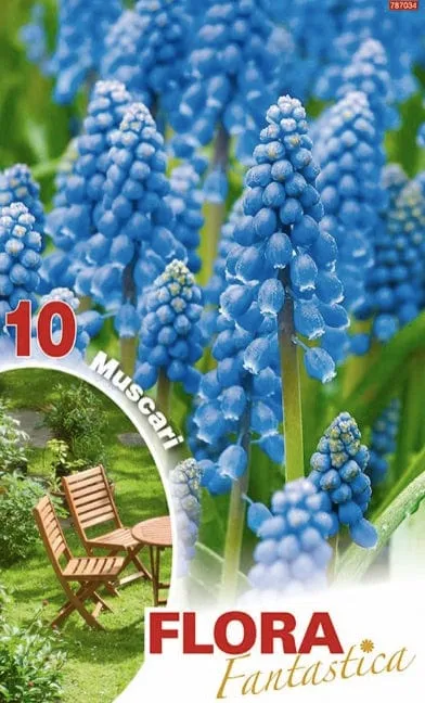 Muscari Armeniacum - 10 bulbi