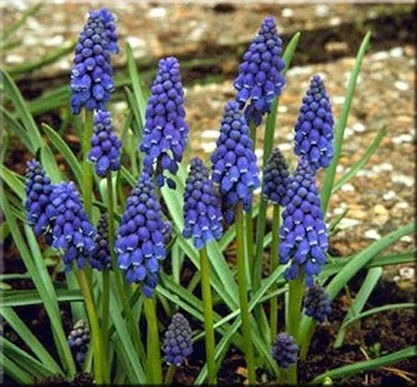 Muscari Armeniacum - 10 bulbi