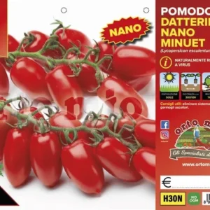 Pomodoro determinato (nano) datterino nano Minuet F1 - 6 piantine - Orto Mio