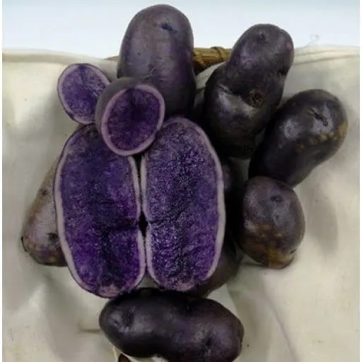 Violet Queen Patate da Seme - Mini Tuberi 28-35 - 2,5 kg