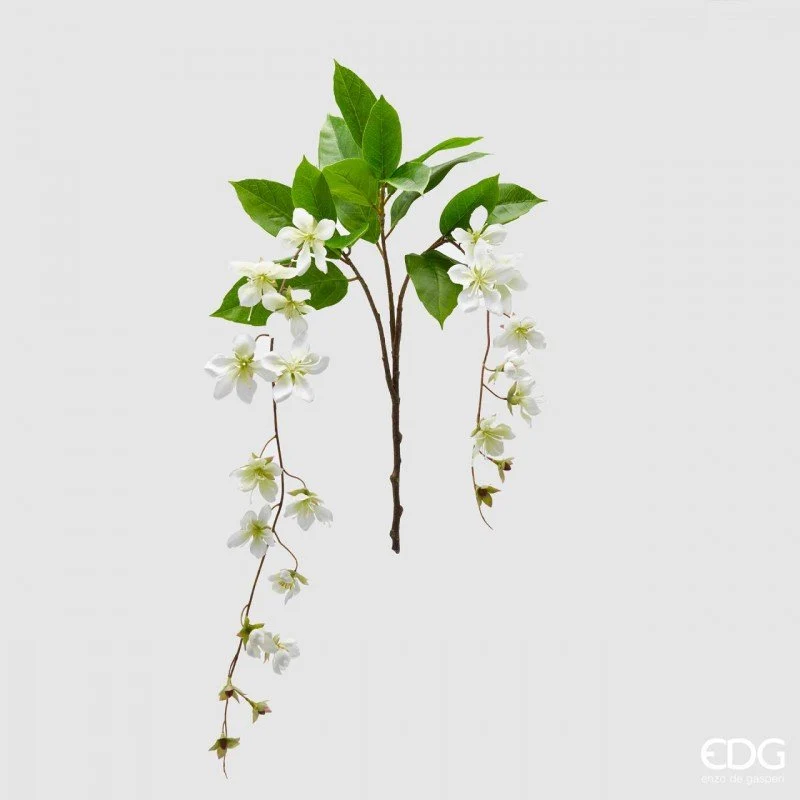 Clematis Viticella Ramo X2 | EDG
