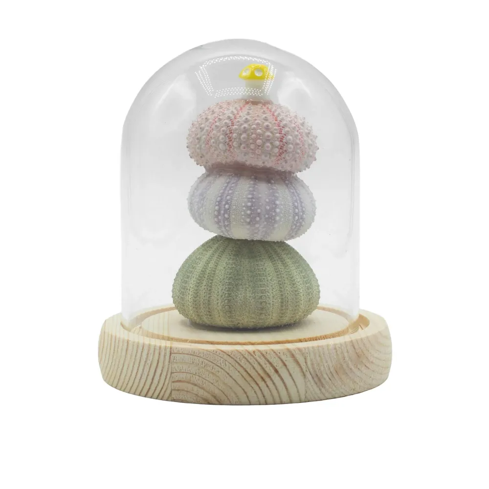 Cupola da Giardino Floral Glow – 3 Ricci di Mare – LED USB