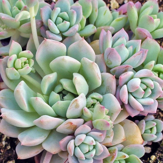 Echeveria prolifica - echeveria cespitosa (Pianta da seminiera)