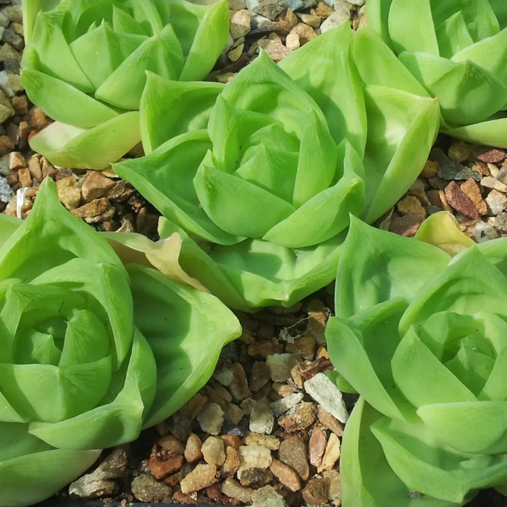 Haworthia cymbiformis - rosetta del paradiso (Pianta da seminiera)