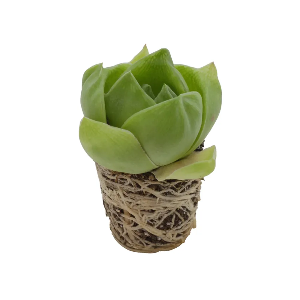 Haworthia cymbiformis - rosetta del paradiso (Pianta da seminiera)