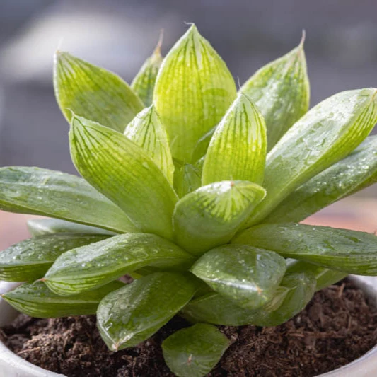 Haworthia cymbiformis - rosetta del paradiso (Pianta da seminiera)