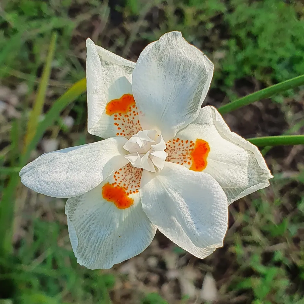 Iris (sin. Dietes) bicolor (fiore bianco)- iris bicolore, iris del capo (Pianta seminiera)