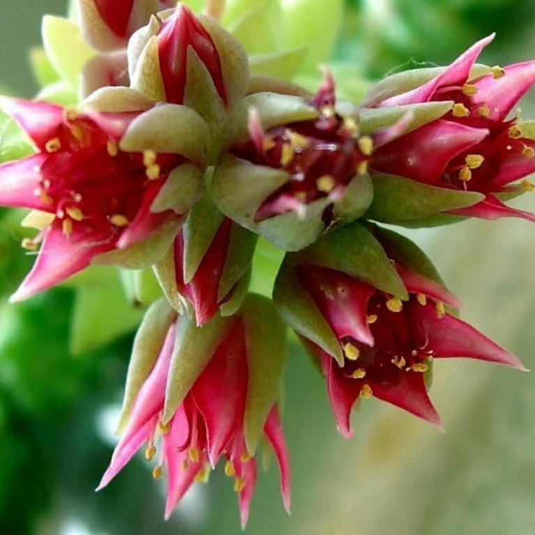 Sedum morganianum (Pianta da seminiera)