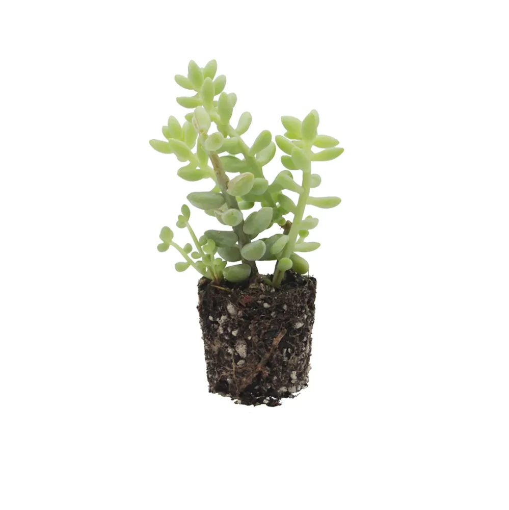 Sedum morganianum var. burrito - coda d'asino (Pianta da seminiera)