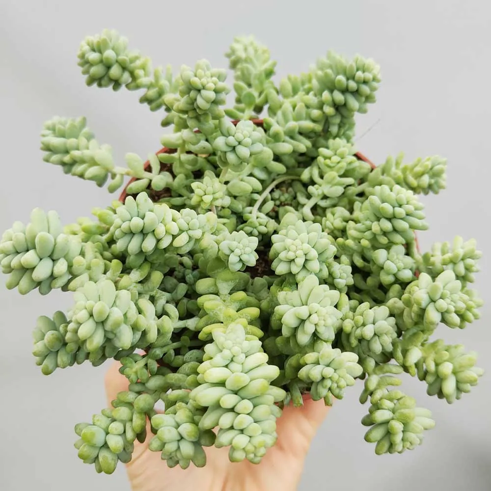 Sedum morganianum var. burrito - coda d'asino (Pianta da seminiera)