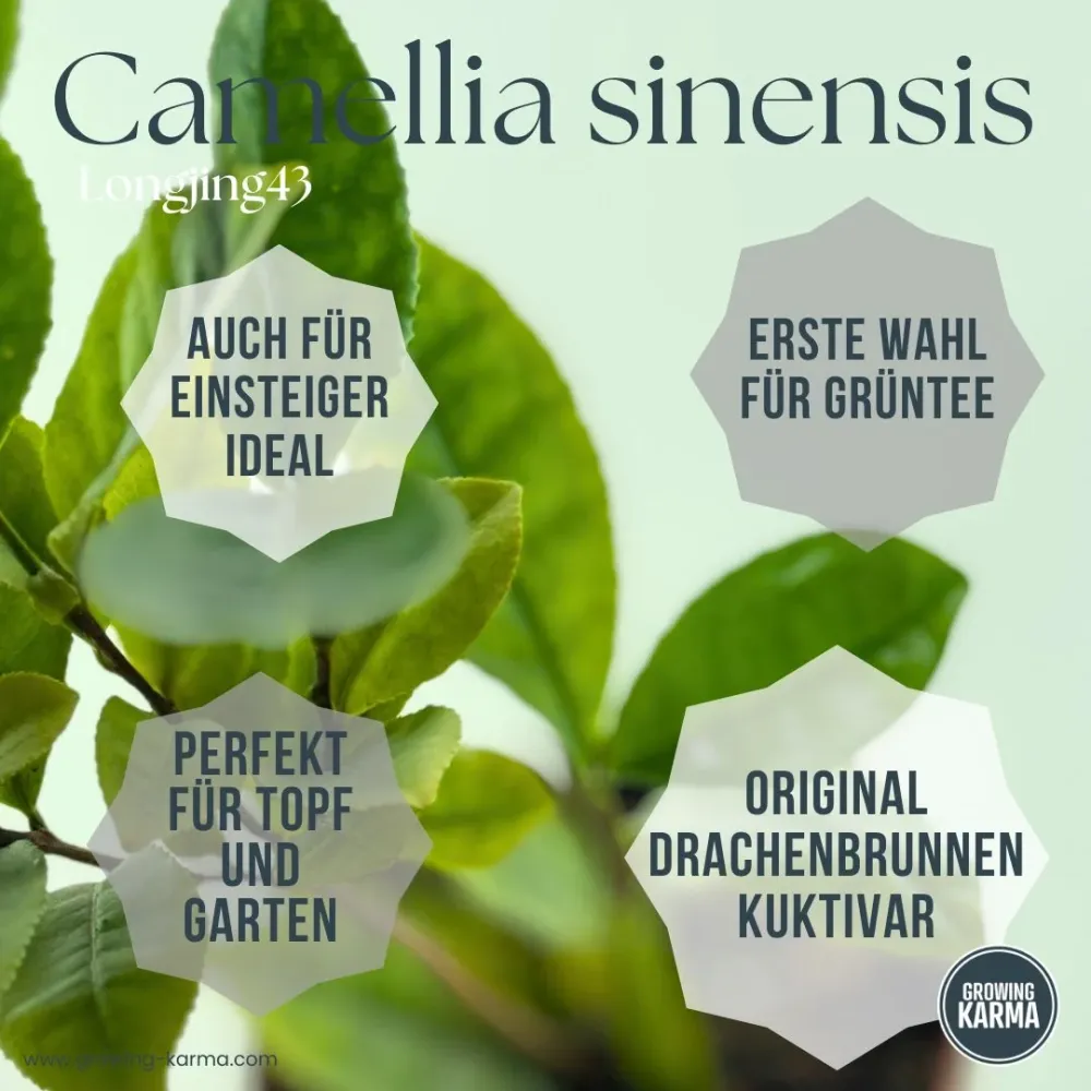 Camellia sinensis Longjing 43 – La tua pianta di tè per tè verde e nero