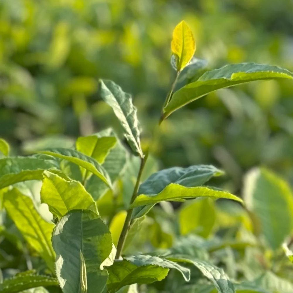 Camellia sinensis Longjing 43 – La tua pianta di tè per tè verde e nero