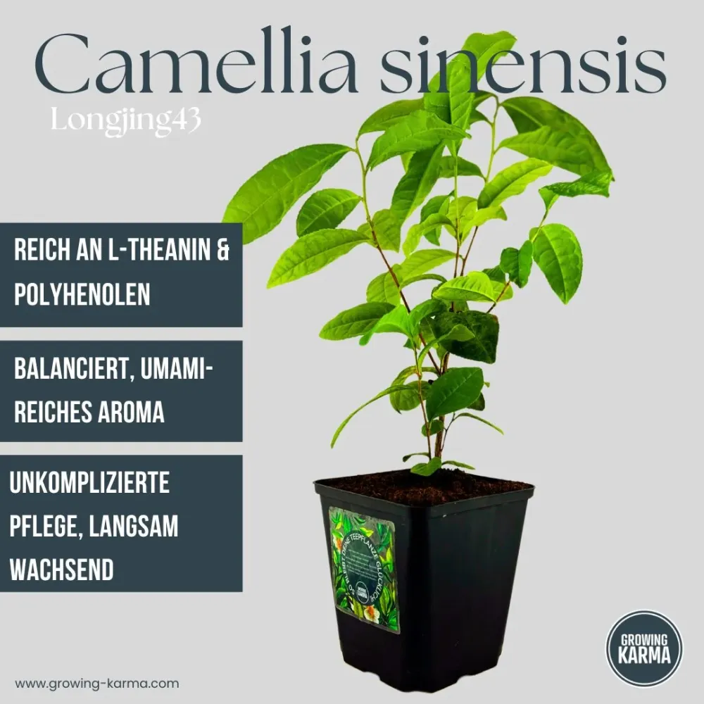 Camellia sinensis Longjing 43 – La tua pianta di tè per tè verde e nero
