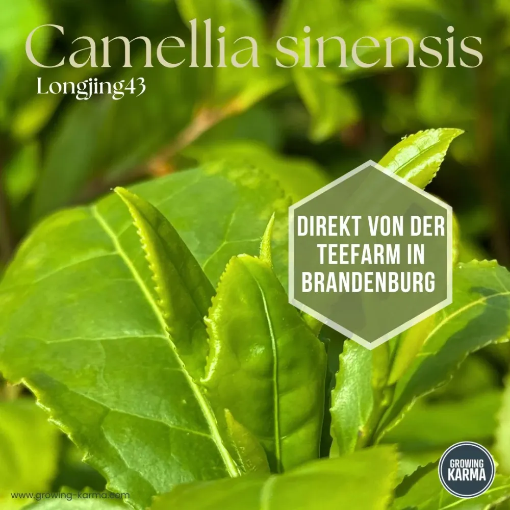 Camellia sinensis Longjing 43 – La tua pianta di tè per tè verde e nero