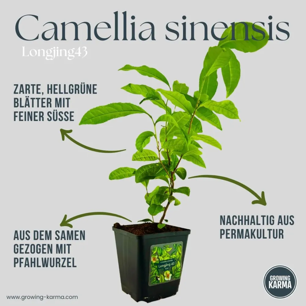 Camellia sinensis Longjing 43 – La tua pianta di tè per tè verde e nero