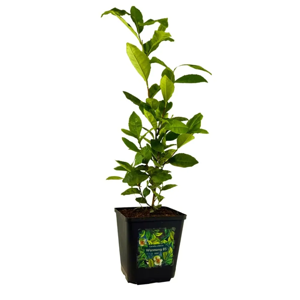Pianta del tè Camellia sinensis – varietà Wannong 85