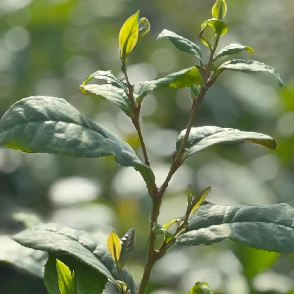 Pianta del tè Camellia sinensis – varietà Wannong 85