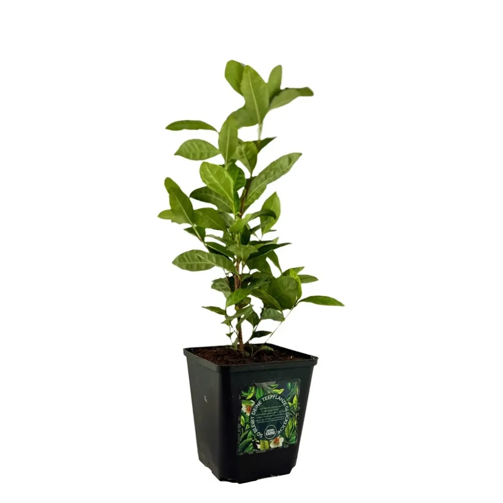 Pianta del tè Camellia sinensis – varietà Wannong 85