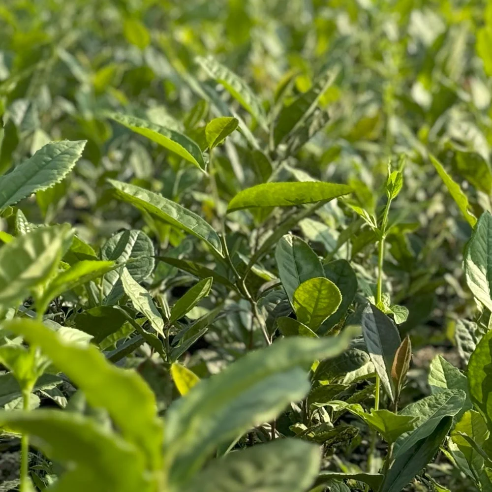 Pianta del tè Camellia sinensis – varietà Wannong 85