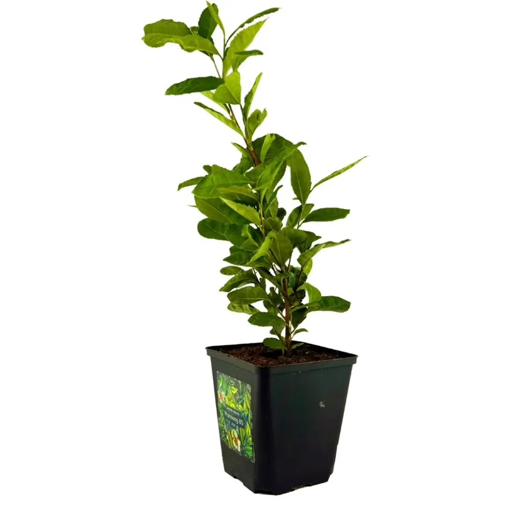 Pianta del tè Camellia sinensis – varietà Wannong 85
