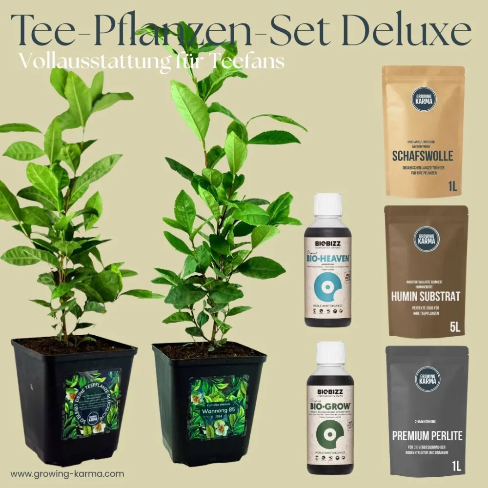 Set da tè Deluxe - La tua introduzione alla vera coltivazione del tè
