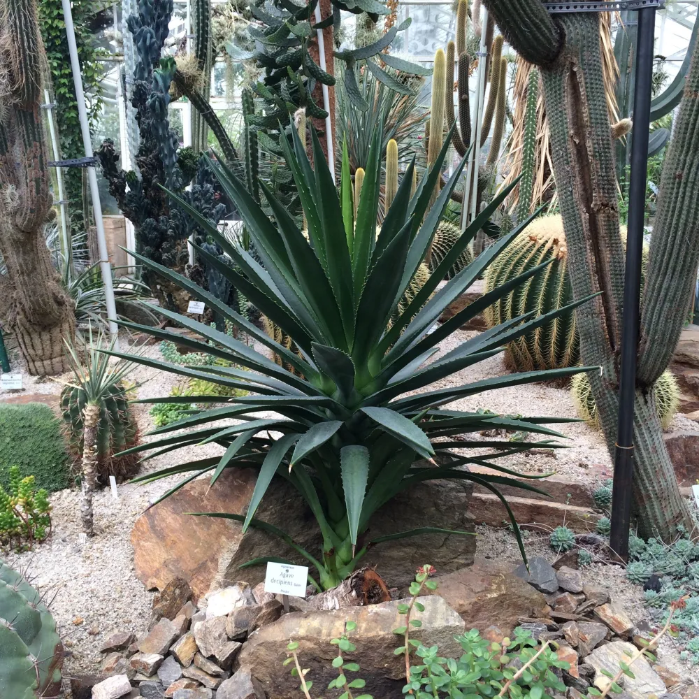Agave decipiens - agave arborea (Pianta seminiera)