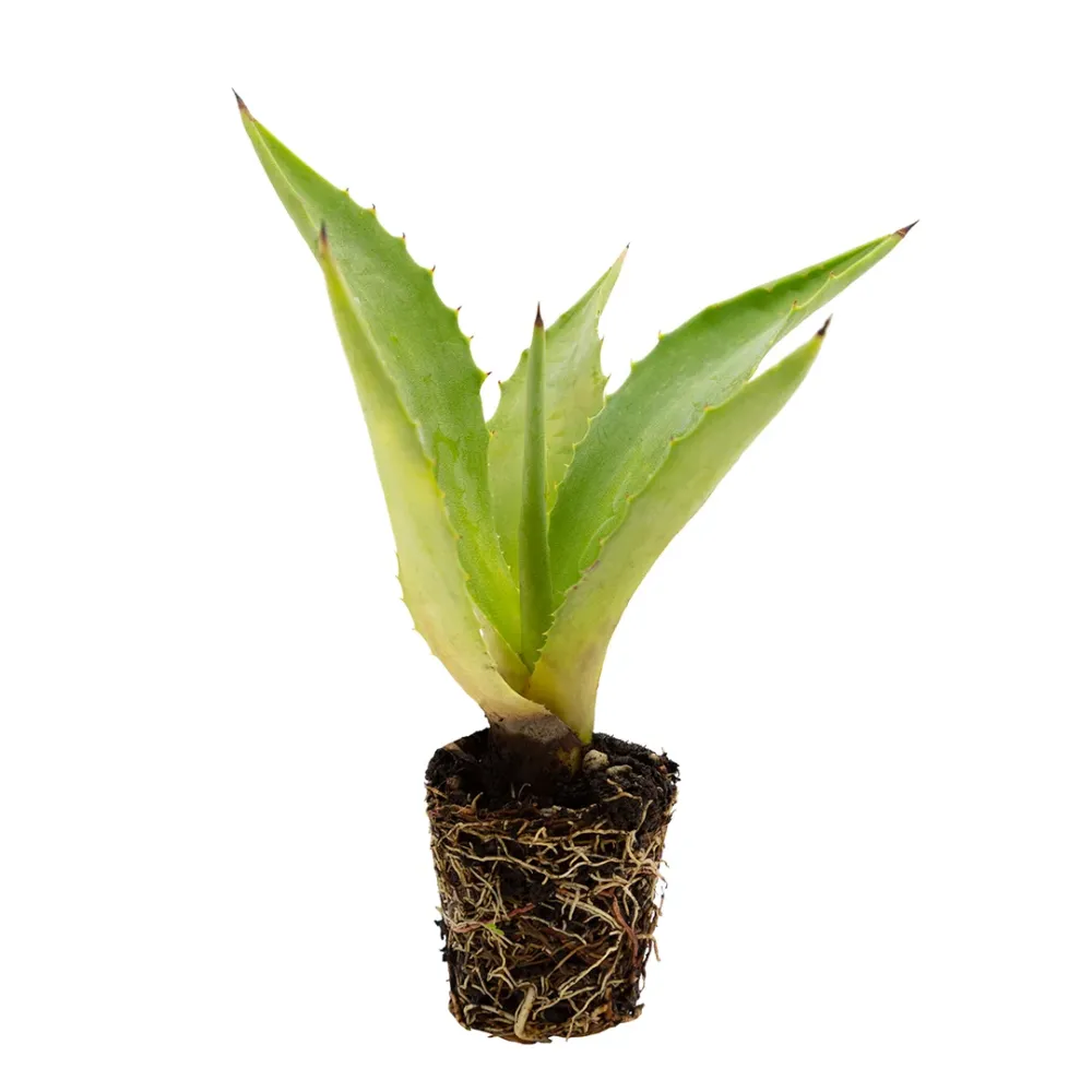 Agave decipiens - agave arborea (Pianta seminiera)