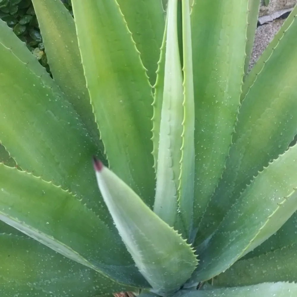 Agave decipiens - agave arborea (Pianta seminiera)