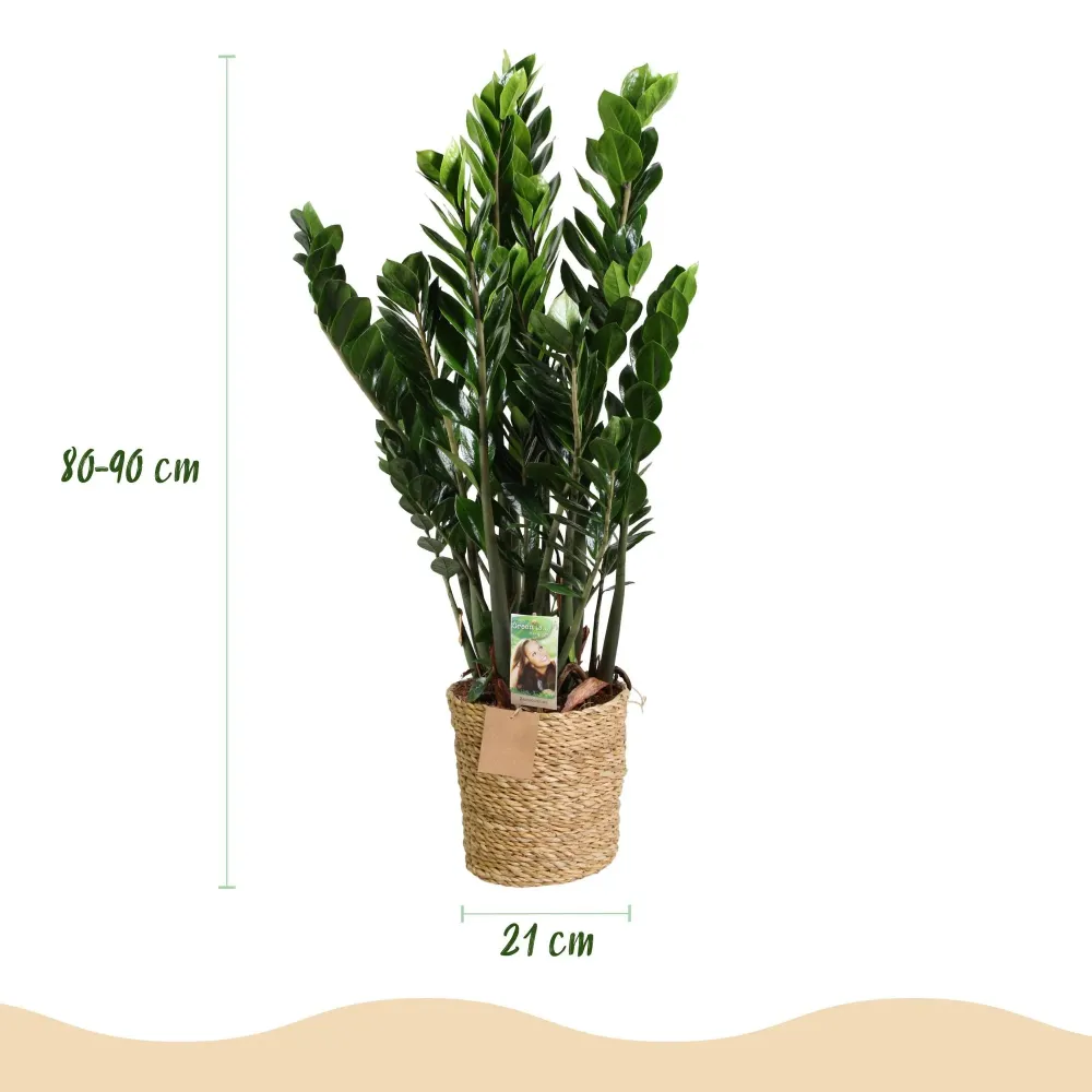 Zamioculcas ZZ e cestino