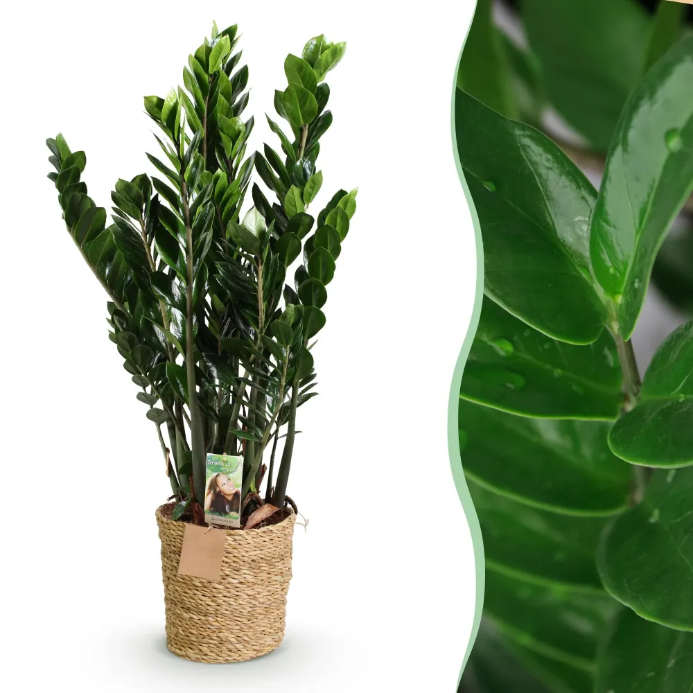Zamioculcas ZZ e cestino