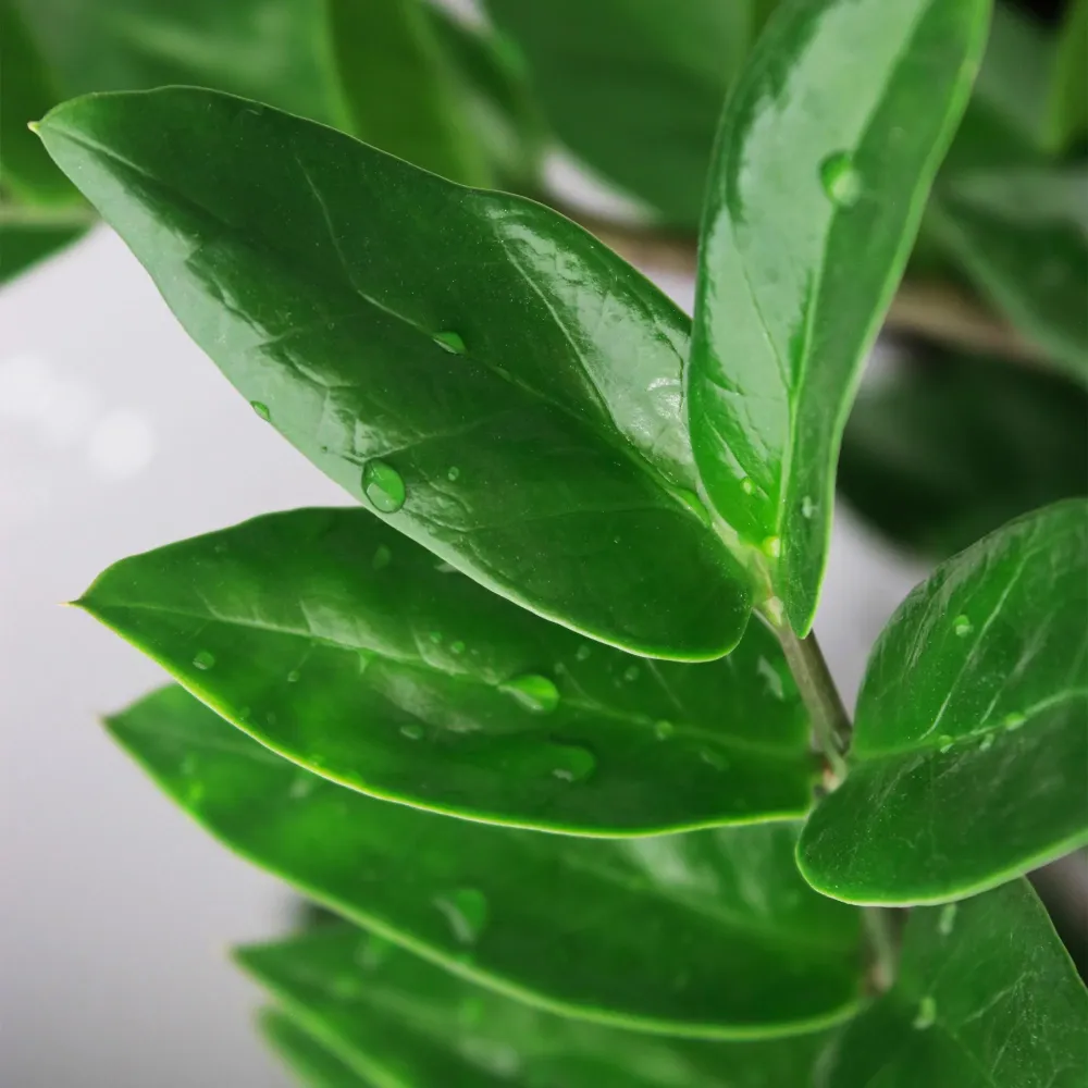 Zamioculcas ZZ e cestino